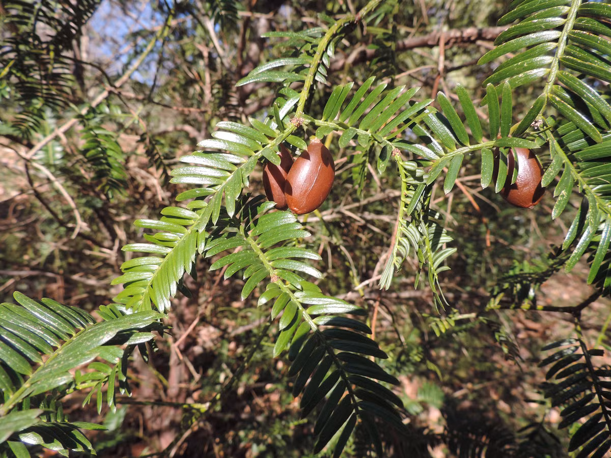 Đỉnh tùng (Cephalotaxus fortunei) cao 9 mét, mọc ở các khu rừng trên núi miền Đông và Trung Trung Quốc. Loài cây lá kim này phân cành dày đặc, nón dạng quả thịt chuyển màu nâu khi chín, có thể khiến nhiều người lầm tưởng chúng là cây hạt kín.