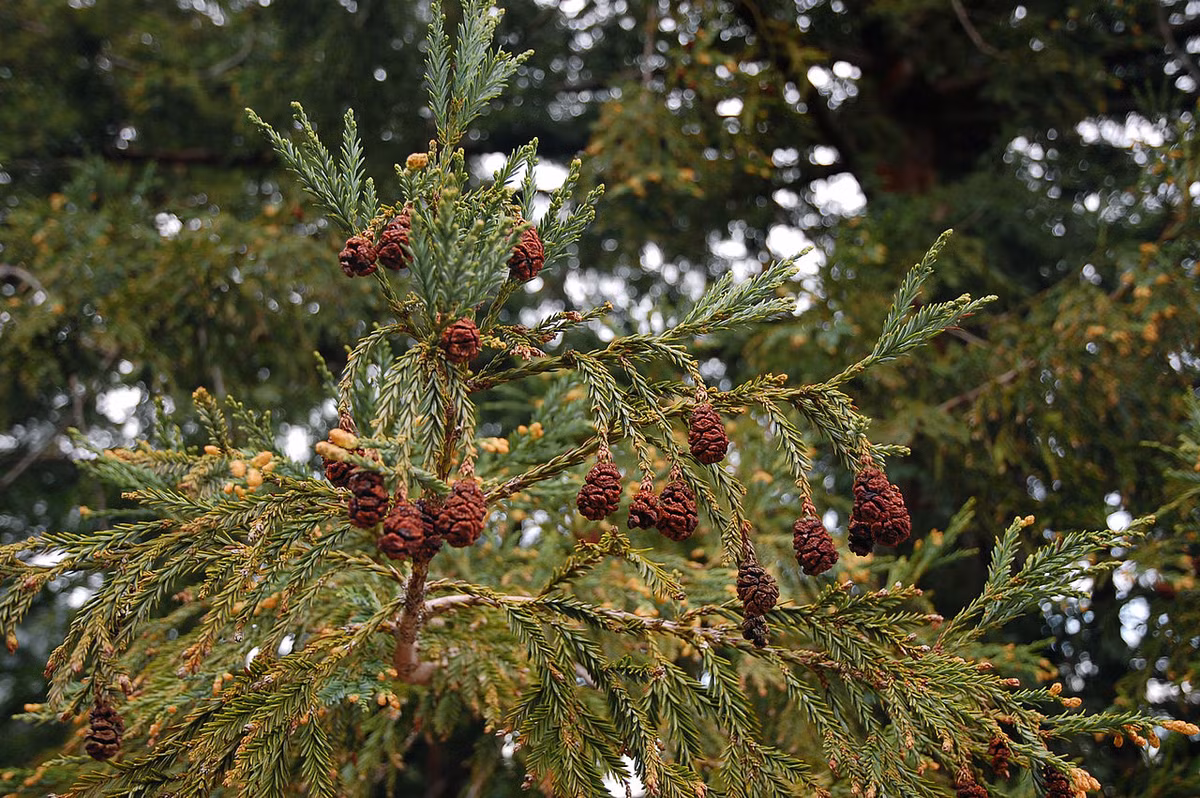 Cù tùng (Sequoia sempervirens) cao 110 mét, là thực vật bản địa vùng ven biển Bắc California. Là loài cây cao nhất thế giới, chúng có cành tương đối thưa, có thể sống đến 1.000 năm.