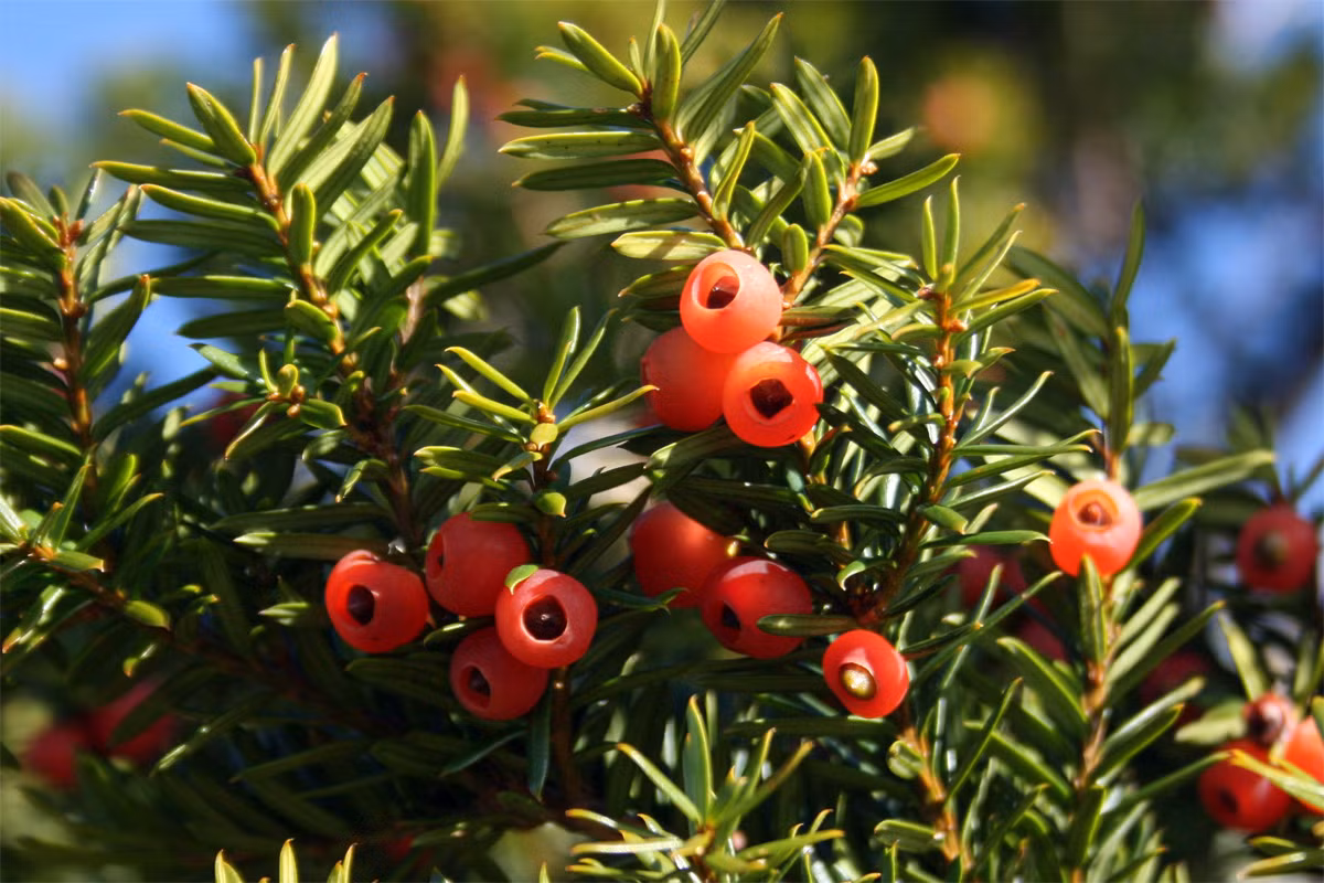 Thông đỏ châu Âu (Taxus baccata) cao 20 mét, phổ biến ở châu Âu và Tây Nam Á. Vảy nón của loài cây cảnh phổ biến này biến dạng thành các áo hạt mọng thịt chứa hạt bên trong. Nhiều bộ phận của chúng chứa độc tố.