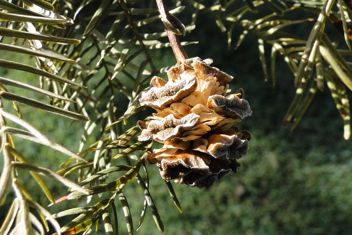 Thủy sam (Metasequoia glyptostroboides) cao 40 mét, là cây lá rụng bản địa ở miền Trung Trung Quốc. Cực hiếm gặp trong tự nhiên, đến thập niên 1940 người ta vẫn nghĩ chúng đã tuyệt chủng từ lâu, vì trước đó chỉ biết đến qua hóa thạch.