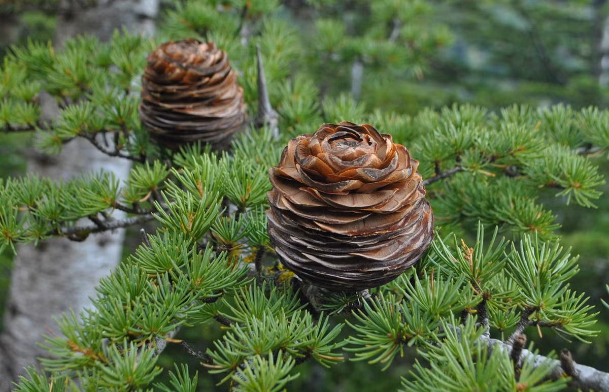 Tuyết tùng Lebanon (Cedrus libani) cô 40 mét, mọc ở lưu vực Đông Địa Trung Hải. Có cành tỏa rộng đẹp mắt, chúng là cây trồng làm cảnh phổ biến, dù rất hiếm gặp trong tự nhiên.
