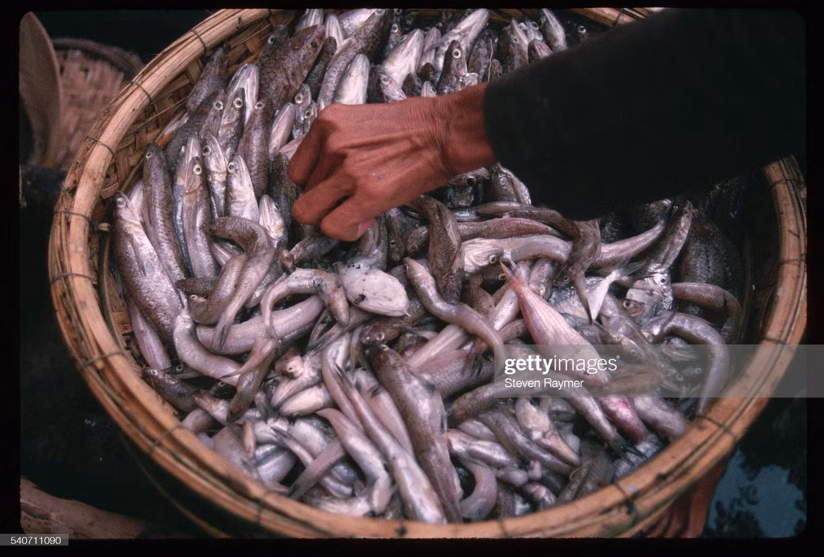Một cái thúng đựng đầy cá tươi mới đánh bắt ở chợ cá Thuận Phước, Đà Nẵng năm 1993.