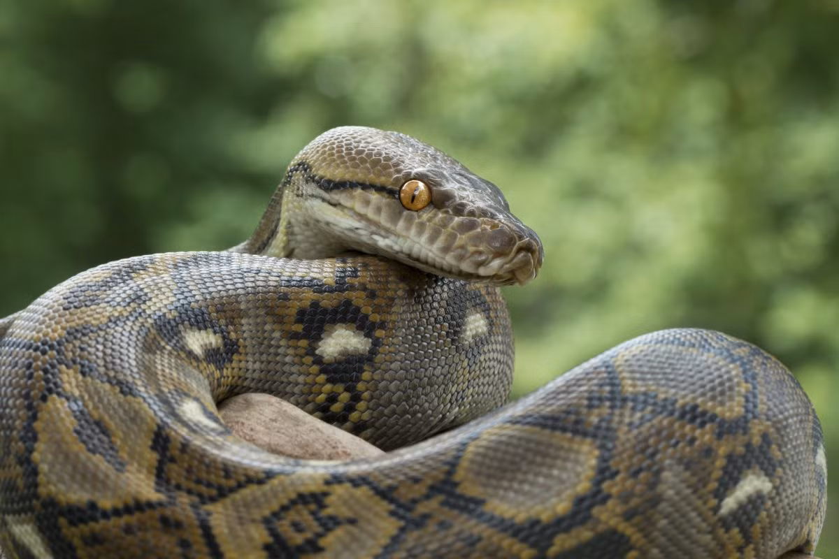 Trăn gấm (Python reticulatus) dài 10 mét, sinh sống trong các khu rừng mưa Đông Nam Á. Là loài dài nhất trong các loài trăn rắn còn tồn tại, chúng giết các con thú lớn như hươu nai bằng cách siết chặt.