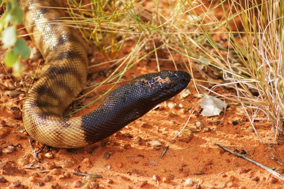 Trăn đầu đen (Aspidites melanocephalus) dài 3 mét, là động vật đặc hữu của Australia. Có mặt ở nhiều sinh cánh khác nhau, chúng săn bò sát và các loài rắn nhỏ hơn.