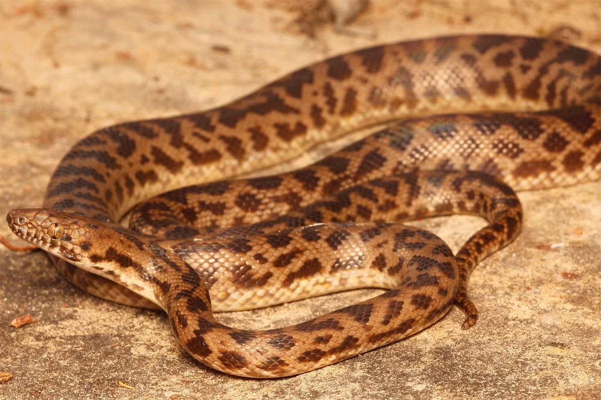 Trăn đốm (Antaresia maculosa) dài 1,4 mét, xuất hiện ở những sườn đồi nhiều đá phía Bắc Australia. Chúng rình bắt dơi ở lối ra vào hang đậu ngủ của loài thú có vú này.