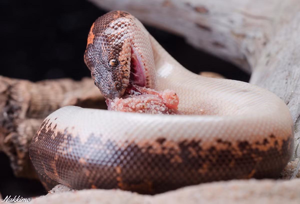 Trăn cát Đông Phi (Gongylophis colubrinus) dài 90 cm, là loài bản địa ở Bắc và Đông Phi. Chúng có thân mập và đuôi ngắn, thường rình trong hang và thò đầu ra ngoài để tóm con mồi mất cảnh giác.