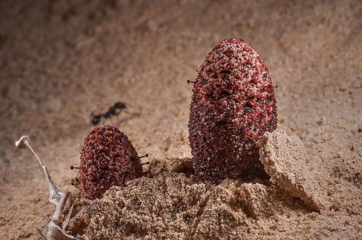 Trên phương diện sinh học, Nấm (Fungi) và Thực vật (Plantae) hai giới sinh vật hoàn toàn khác nhau. Nấm đã xuất hiện và tách thành nhánh riêng trên cây sinh giới hơn một tỷ năm trước, trong khi thực vật xuất hiện muộn hơn nhiều.