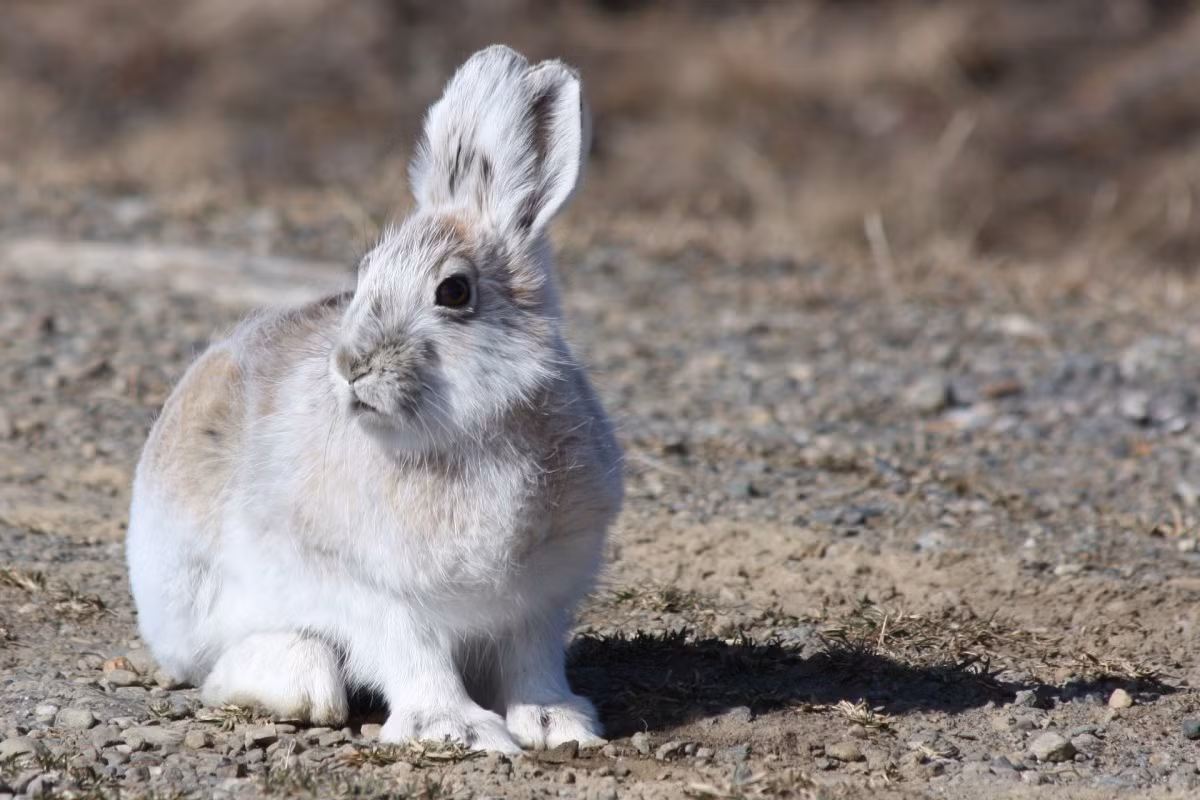 Thỏ giày tuyết (Lepus americanus) dài 36-46 cm, phân bố ở phía Bắc của Bắc Mỹ. Thích nghi với mùa đông khắc nghiệt ở khu vực, loài này có bộ lông trắng để ngụy trang, đôi bàn chân sau lớn cho phép di chuyển tốt trên tuyết xốp.