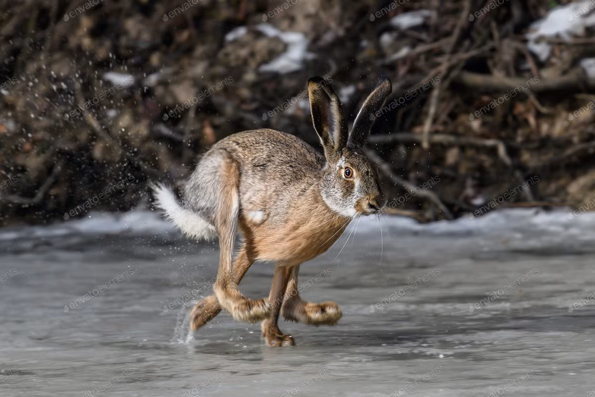 Thỏ linh dương (Lepus alleni) dài 45-60 cm, sống ở các đồng cỏ sa mạc Mexico. Đôi tai rất dài có vai trò như bộ tản nhiệt và bộ lông cách nhiệt giúp loài thỏ này giữ mát cơ thể trong điều kiện thời tiết nóng.