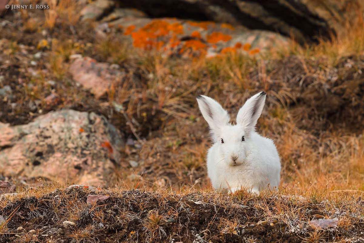 Thỏ Bắc Cực (Lepus arcticus) dài 55-70 cm, thích nghi với điều kiện sống ở khu vực miền núi và địa cực phía Bắc. Ngoài bộ lông trắng, loài thỏ này còn sinh tồn được trong mùa đông băng giá bằng cách đào các hố tuyết để trú ẩn.