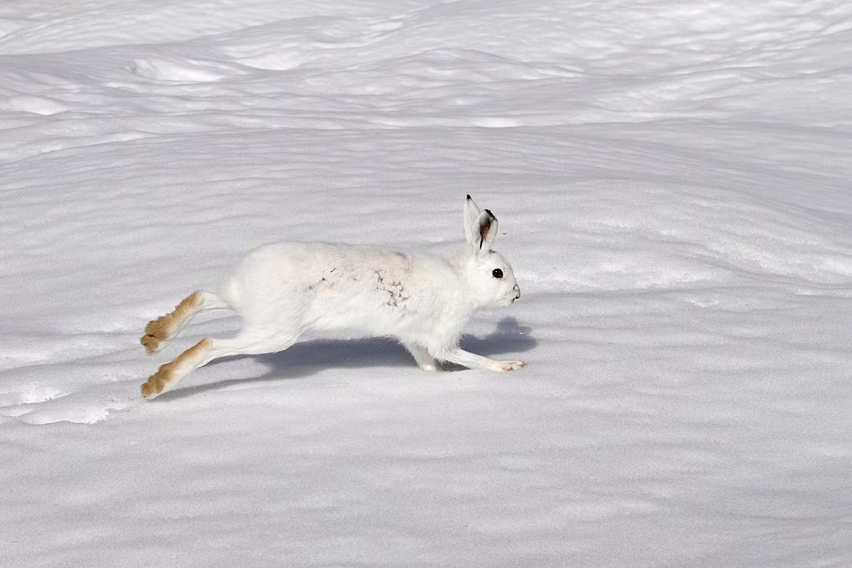Thỏ núi (Lepus timidus) dài 46-65 cm, cư trú ở các vùng cận cực và miền núi châu Âu và châu Á. Loài có này có cái đuôi màu trắng quanh năm, còn thân mình chỉ chuyển sang màu trắng vào mùa đông.