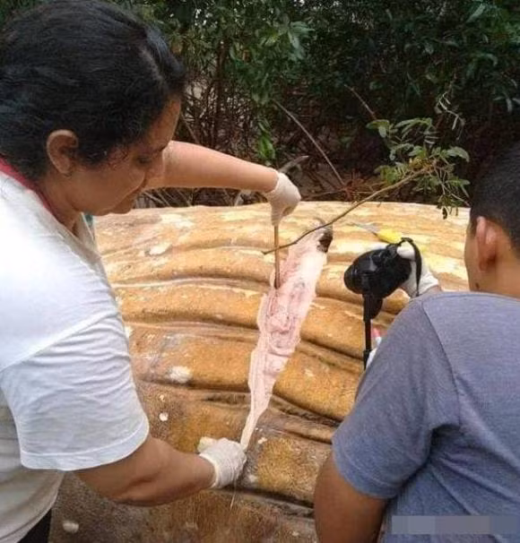 Mot 'quai thu khong lo' xuat hien trong Amazon dai 12 met-Hinh-3