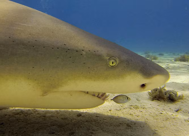 Một con cá nhỏ bơi trước miệng một cá mập chanh (Negaprion brevirostris) ở ngoài khơi Bahamas.