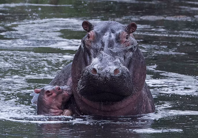 Hà mã con bơi cùng mẹ trong trong khu bảo tồn Masai Mara ở Kenya.