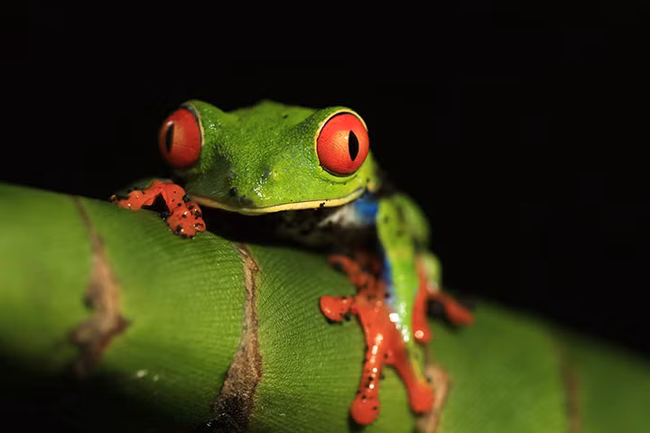 Một con ếch cây tại khu vực Bijagua, Costa Rica.