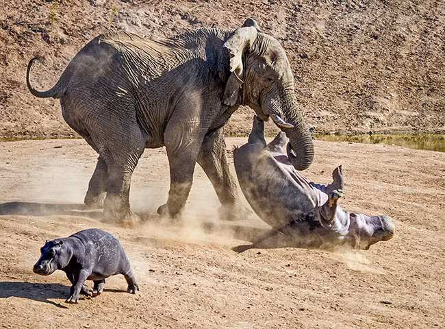 Một con voi lao vào tấn công hà mã mẹ trong khi hà mã con bỏ chạy trong khu bảo tồn động vật hoang dã Erindi, Namibia.