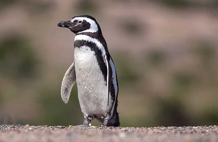Một con chim cánh cụt trong khu bảo tồn thiên nhiên Punta Tombo ở Chubut, Argentina.