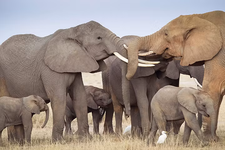 Những con voi chào nhau vào sáng sớm trong vườn quốc gia Amboseli, miền nam Kenya.