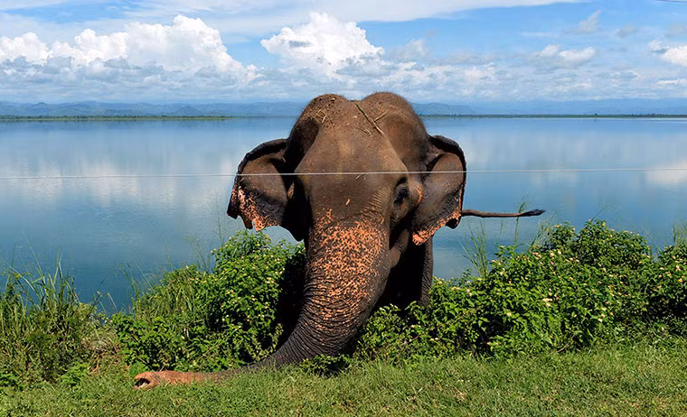 Một con voi đứng gần hàng rào điện bảo vệ vườn quốc gia Udawalawe, Sri Lanka.