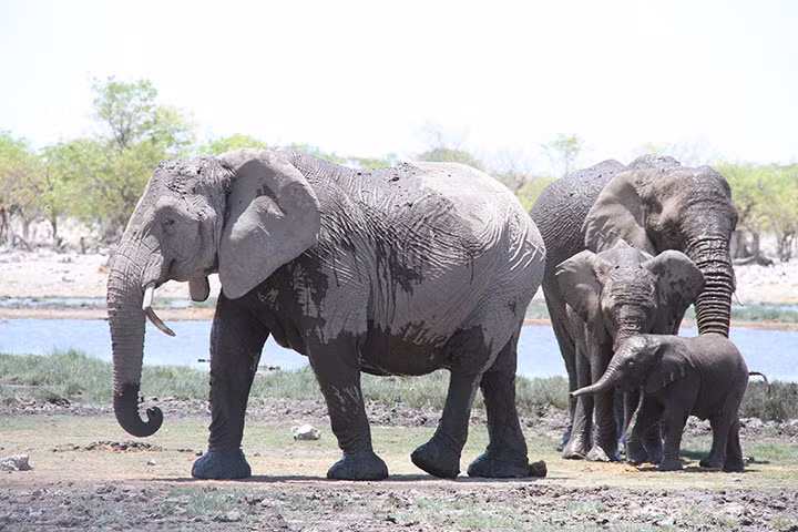 Đàn voi châu Phi rời khỏi một vũng nước sau khi tắm trong vườn quốc gia Etosha, Namibia.