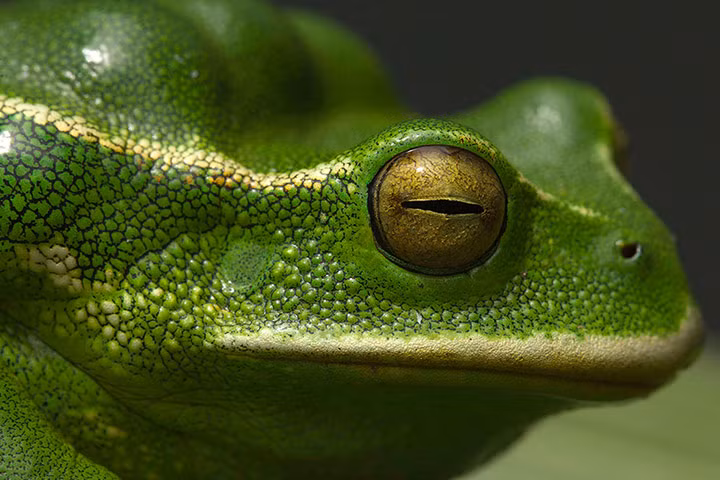 Ếch xanh (Gastrotheca plumbea) tại Trung tâm nghiên cứu và bảo tồn động vật lưỡng cư Jambatu ở Quito, Ecuador.