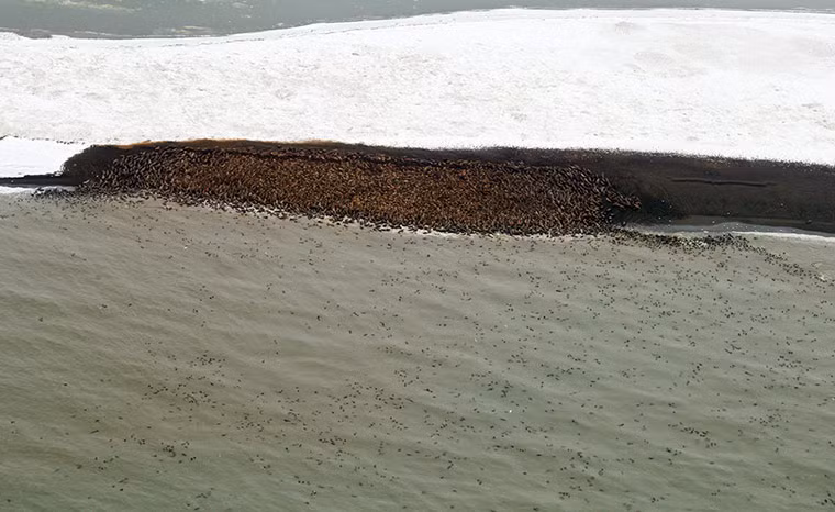 Hàng nghìn con hải mã tập trung trên một hòn đảo tại biển Chukchi gần Point Lay, Alaska.