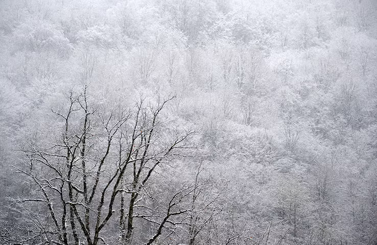Cây bị bao phủ bởi tuyết trắng ở Krasnaya Polyana, Sochi, Nga.
