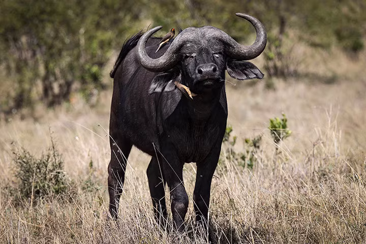 Hai con chim đang làm vệ sinh cho trâu nước trong khu bảo tồn động vật hoang dã Masai Mara, Kenya.