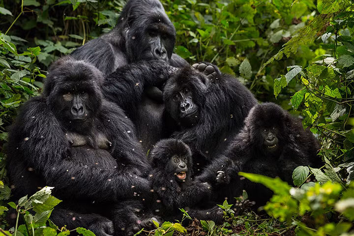 Một gia đình khỉ đột núi trong vườn quốc gia Virunga, Cộng hòa Congo.