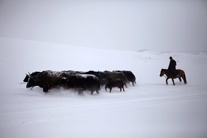 Người đàn ông lùa đàn bò Tây tạng đi trong mưa tuyết ở Tsenkher Sum, tỉnh Arhangai, Mông Cổ.