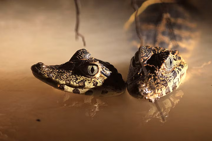 Hai con cá sấu nhỏ ở dưới sông Cuaiba, bang Mato Grosso, Brazil.