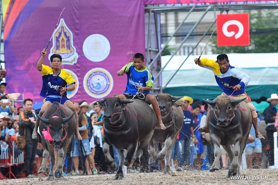 Người điều khiển và trâu về nhất trong cuộc đua sẽ nhận được nhiều phần thưởng có giá trị.