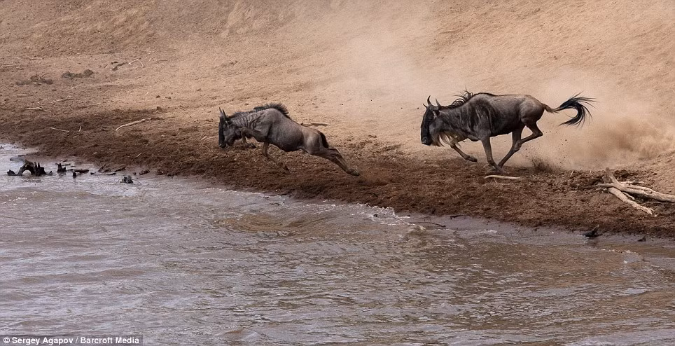 Mặc dù biết nguy hiểm đang trực chờ dưới sông, nhưng chúng không có lựa chọn nào khác.