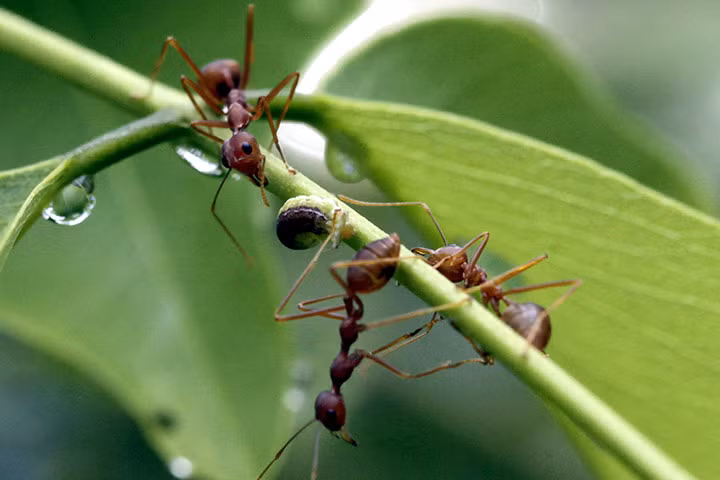 Một con sâu bướm được bảo vệ bởi những con kiến trong khu bảo tồn thiên nhiên Dilmah ở Colombo, Sri Lanka.
