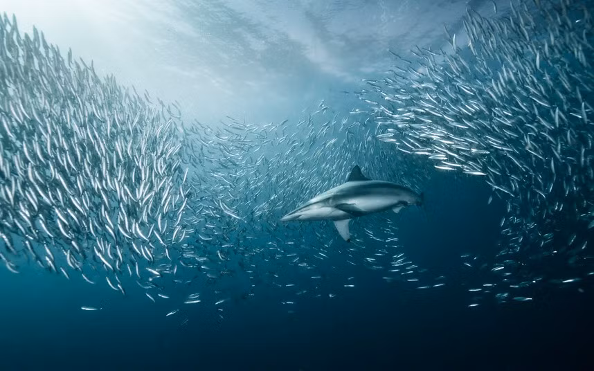 Cá mập đồng bơi giữa đàn cá nhỏ ở ngoài khơi Nam Phi. Trông chú thật nổi bật.