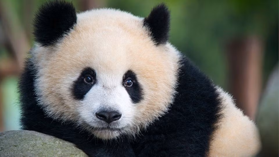 Do gấu trúc khổng lồ sống trên núi nên khi xuống núi uống nước hoặc ra ngoài sinh hoạt, chúng bị ảnh hưởng bởi mưa lớn, vô tình bị lũ quét cuốn trôi và bị thương ở đầu, sau đó rơi xuống sông và chết đuối.