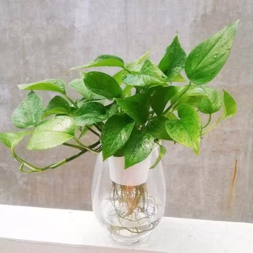  Cách trồng và chăm sóc cây trầu bà: Là loại cây dễ sinh trưởng và phát triển cả trong môi trường thiếu ánh sáng nên quá trình trồng và chăm sóc cây trầu bà khá dễ dàng, thậm chí một số loại có thể trồng thuỷ sinh. 