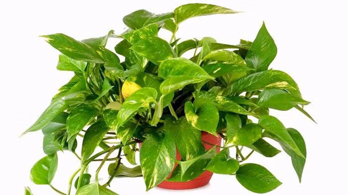 Để lá cây có màu đẹp nên đặt cây ở nơi thoáng đãng, có ánh sáng nhưng tránh ánh nắng mặt trời chiếu trực tiếp. Để trầu bà sinh trưởng tốt, có thể bón phân cho cây định kỳ 6 tháng một lần. Nếu trồng thuỷ sinh, cần thay nước đều đặn nửa tháng một lần.