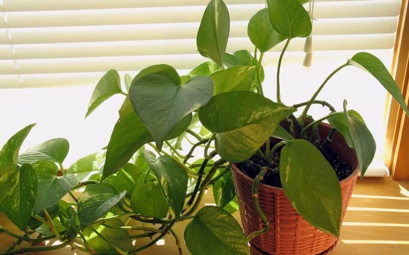  1. Cây trầu bà: Cây trầu bà hay còn được gọi trong khoa học là cây Pothos. Cách mọc của chúng khá đặc biệt, thay vì thẳng tắp thì lại uốn khúc xinh xắn, khiến người nhìn cảm thấy cực kỳ ưng mắt và dễ bị thu hút.