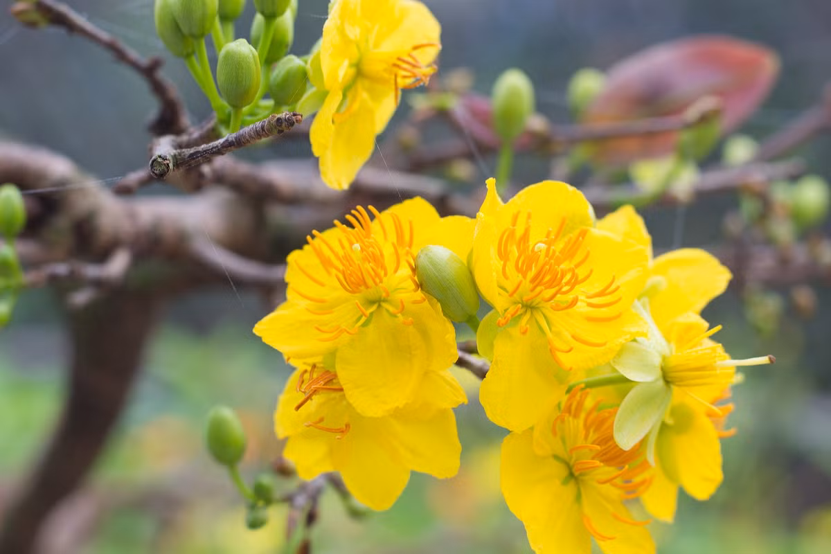  Chính vì vậy, hình ảnh của loài hoa này được đem ví như hình ảnh của người quân tử luôn kiên cường, bất khuất, mạnh mẽ vượt qua khó khăn, gian khổ.