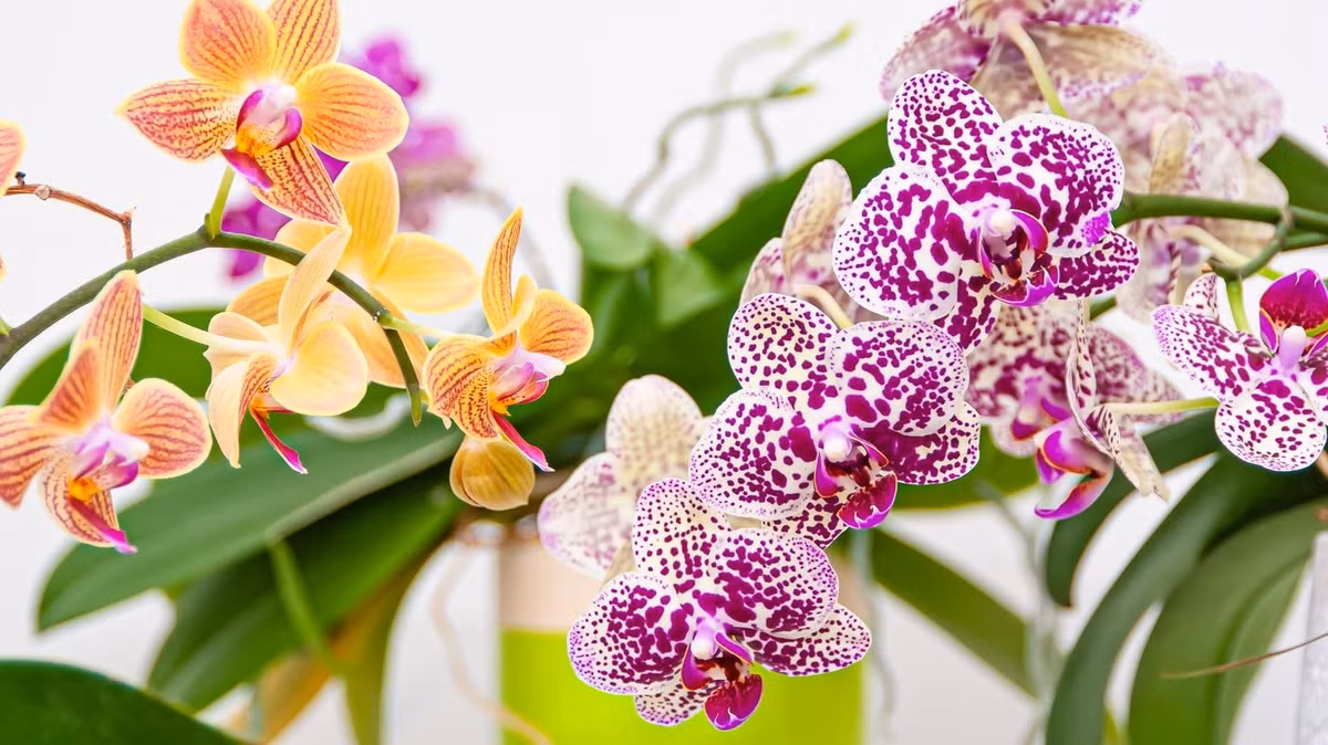  Đồng thời, nó cũng giúp chủ nhân nhà có thêm động lực và thuận lợi trong sự nghiệp và công danh. Lan hồ điệp tượng trưng cho sự sung túc, đầy đủ con cháu trong gia đình nên càng được nhiều người ưa thích. Có hoa lan trong nhà sẽ làm tăng mức độ hạnh phúc và thúc đẩy các mối quan hệ trong gia đình thêm bền chặt. 
