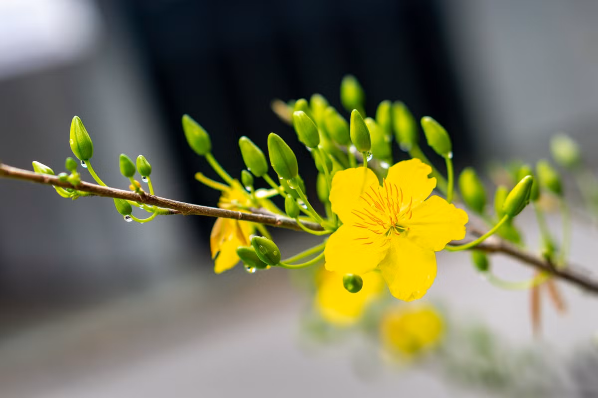 Bên cạnh đó, màu sắc vàng tươi của hoa mai cũng được xem là tượng trưng cho tiền tài, phú quý, giống như bạn đang bày "cây vàng" trong nhà vậy. Màu vàng tươi sáng cũng tượng trưng cho hy vọng, bình an, được mùa. 