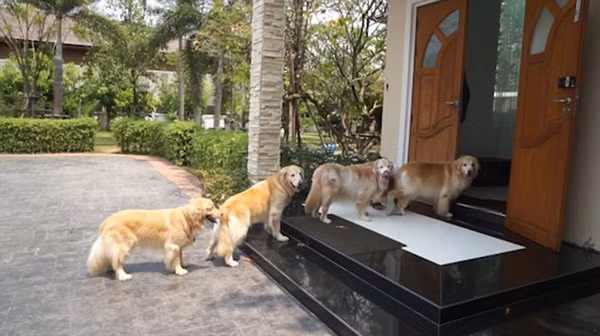  Chó chạy đến nhà: Từ xa xưa, người ta đã quan niệm chó là con vật mang nhiều may mắn, tài lộc đến nhà. Nếu ai đó tặng cho bạn một con chó hoặc một con chó tự chạy đến nhà thì đó là điềm báo tốt. Chó chạy vào nhà dự báo thành công, may mắn sắp tới, đường tài lộc rộng mở. 