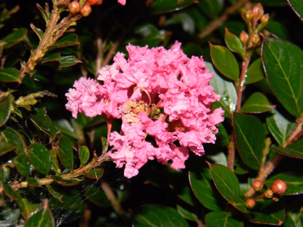  4. Cây cảnh: Tường vi Cây tường vi (tên tiếng Anh là Crepe Mytle, tên khoa học là Lagerstroemia indica Linn) mang đến những bông hoa mùa hè sặc sỡ.