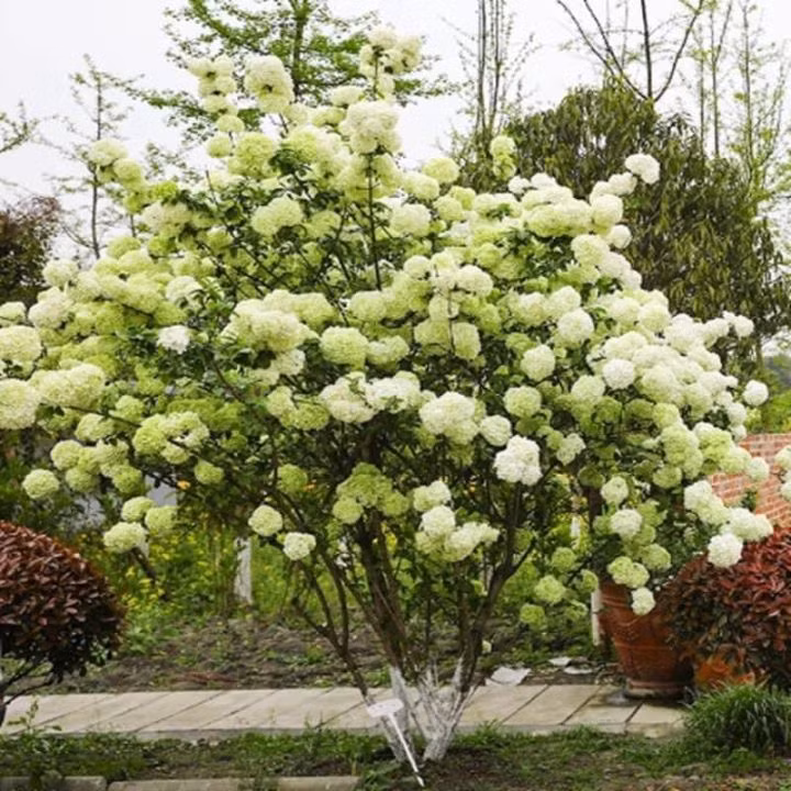  5. Cây cảnh: Cẩm tú cầu thân gỗ Cẩm tú cầu thân gỗ Trung Quốc (tên tiếng Anh là Chinese snowball, tên khoa học là Viburnum macrocephalum) còn có tên gọi khác là tuyết cầu thân gỗ.