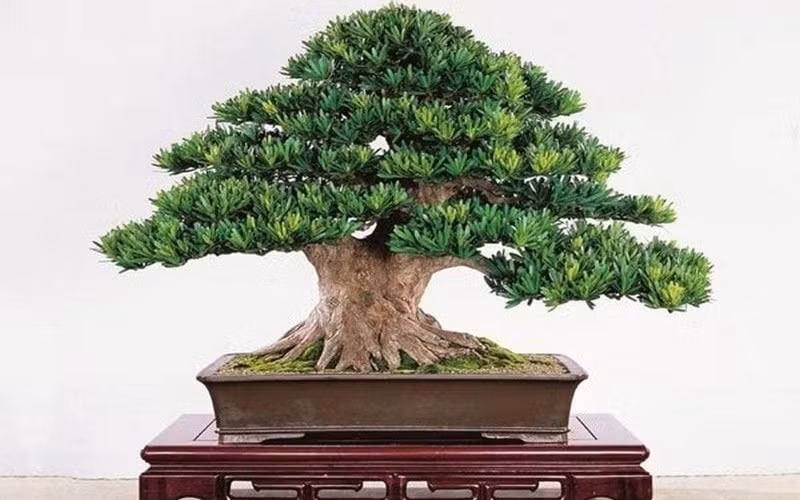 Cây tùng La Hán sinh trưởng khá chậm nhưng có tuổi thọ rất cao. Trong dân gian, cây tùng La Hán còn được mệnh danh là “cây cất giữ của cải” bởi vì khi cây cảnh này nhiều tuổi rất có giá trị về kinh tế. Đây cũng là cây cảnh "gia truyền" được cha ông để lại cho con cháu, có ý nghĩa tốt đẹp, tạo phúc cho thế hệ mai sau. 