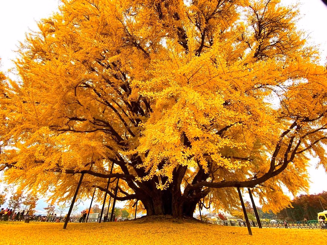  7. Cây cảnh: Bạch quả Cây bạch quả (tên khoa học là Ginkgo biloba) có thể nói là một hóa thạch sống trên trái đất. Người ta nói rằng nó đã mọc trên trái đất hơn 200 triệu năm trước. Bởi vì vào mùa thu lá chuyển sang màu vàng óng, khi gió mùa thu thổi qua, mặt đất được bao phủ với lá vàng nên cây cảnh này còn có biệt danh "mặt đất vàng".