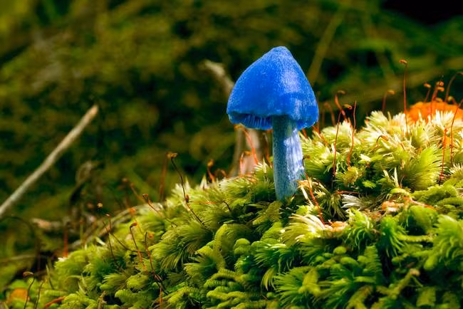 Nấm Entoloma hochstetteri có màu xanh đặc biệt được tìm thấy chủ yếu ở New Zealand và Ấn Độ.