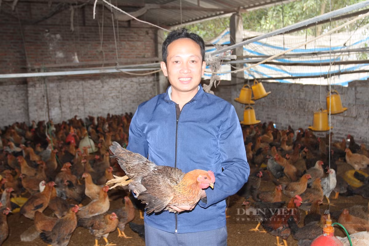 Thái Nguyên: Người chăn nuôi lo lắng khi gà 'rớt' giá Thai Nguyen: Nguoi chan nuoi lo lang khi ga 'rot' gia