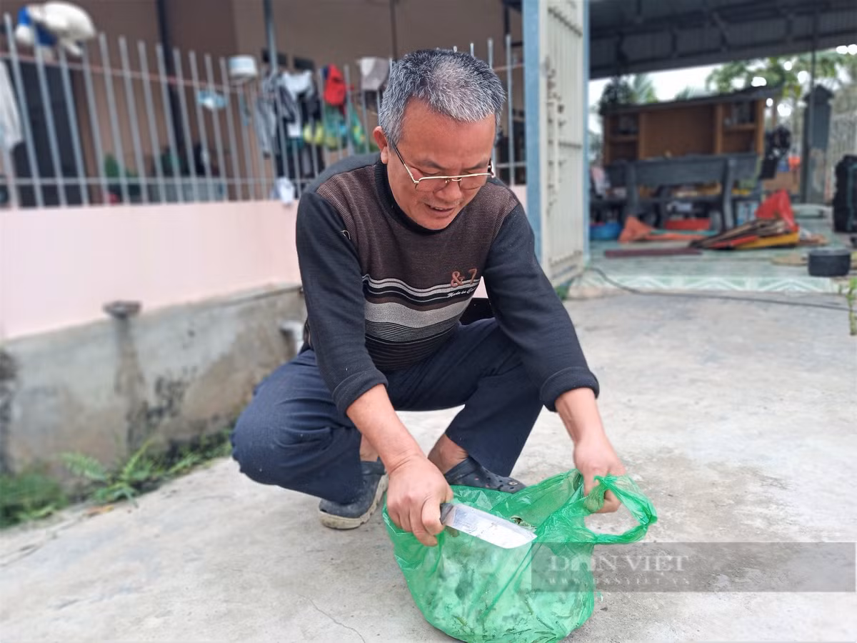 Hai Duong: Nuoi ca chinh nhan tenh, moi nam lai nua ty dong-Hinh-10